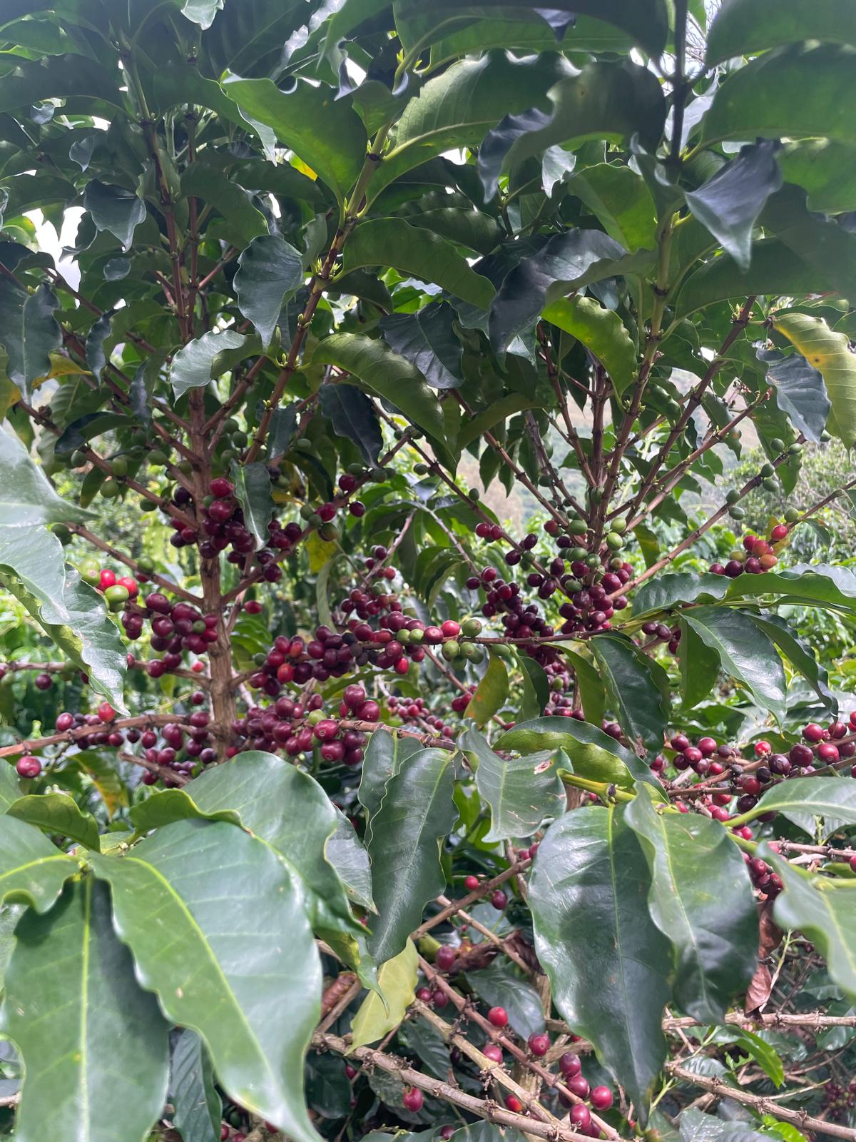 Crem dela 02 Colombia