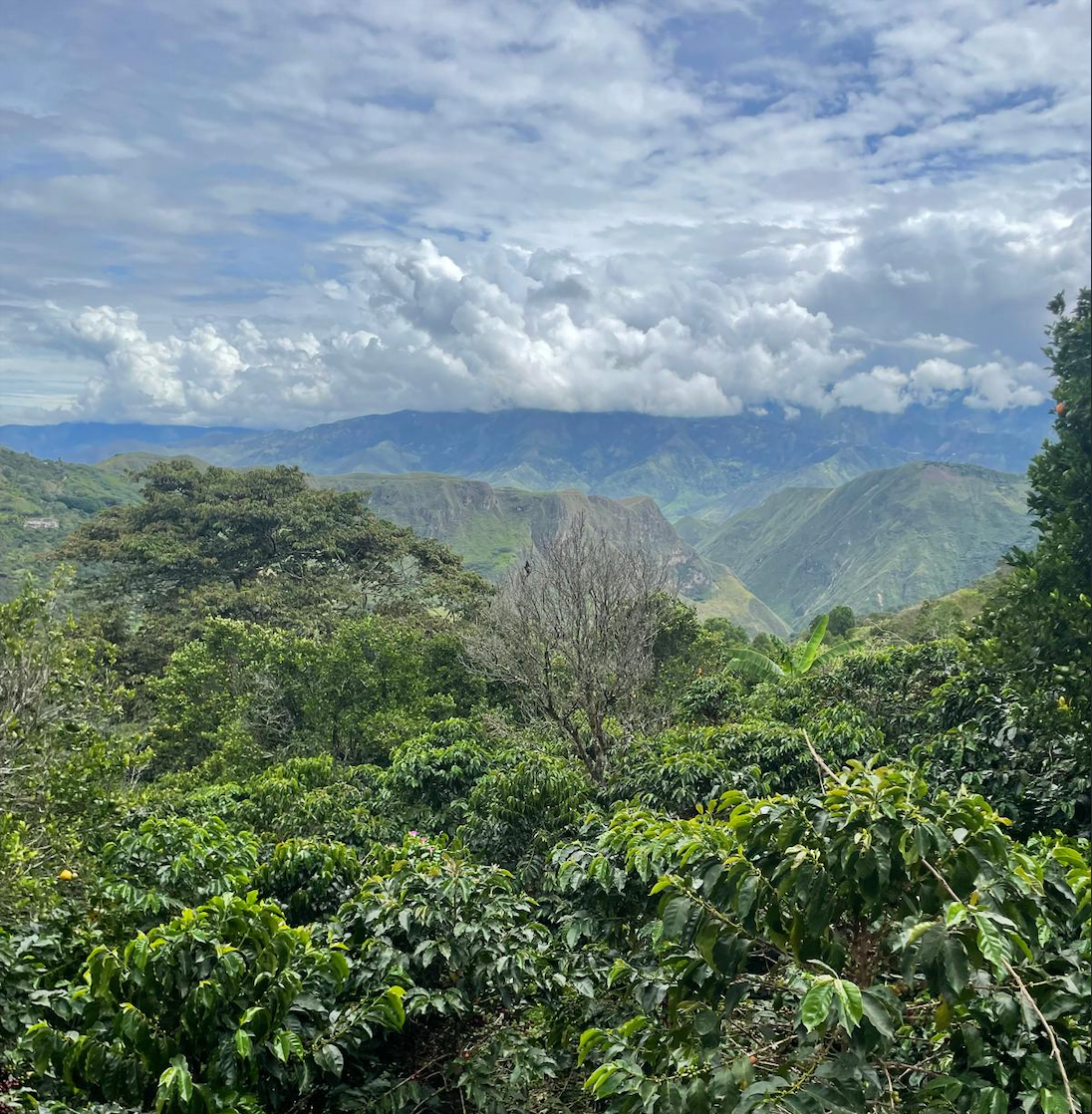 Crem dela 02 Colombia